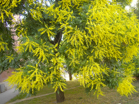 /album/koelreuteria-paniculata/koelreuteria-paniculata-in-bloom-png1/